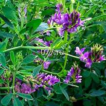 семена люцерны посевная