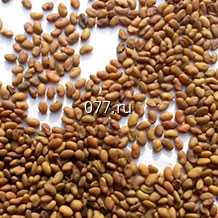 семена люцерны изменчивая