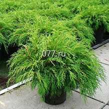 материал посадочный (саженцы) культур древесно-кустарниковых декоративных хвойных микробиота