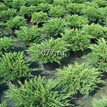 материал посадочный (саженцы) культур древесно-кустарниковых декоративных хвойных можжевельник горизонтальный Андорра Компакт
