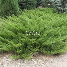 материал посадочный (саженцы) культур древесно-кустарниковых декоративных хвойных можжевельник казацкий Мас