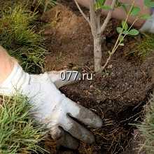 кустарник-посадка (высадка кустарников)