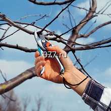 дерево (деревья)-обрезка плодового сада