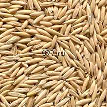 семена овса (овес) Скакун