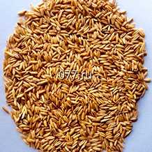 семена овса (овес) Премьер - Элита