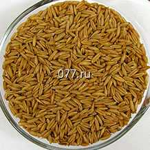 семена овса (овес) яровой Рысак