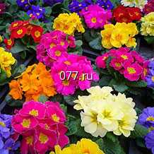 семена цветов