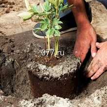 кустарник-посадка (высадка кустарников)