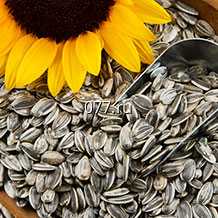 семена подсолнечника Лакомка
