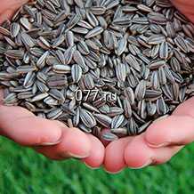 семена подсолнечника Лимагрейн (LIMAGRAIN)