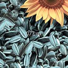 семена подсолнечника Енисей Рс-1