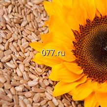 семена подсолнечника Майсадур