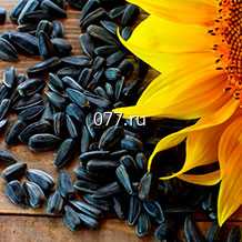 семена подсолнечника Лакомка