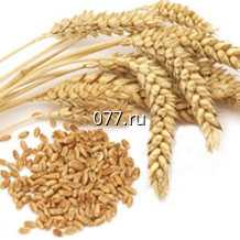 семена ржи (рожь) ПроРостки