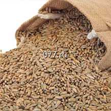 семена ржи (рожь) Житница здоровья