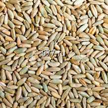 семена ржи (рожь) Аливера (AIVERA)