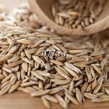 семена ржи (рожь) БИО для проращивания