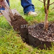 дерево-посадка (высадка деревьев)