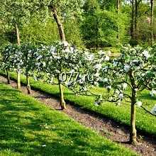 сад плодовый-устройство