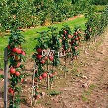 материал посадочный (саженцы, рассада) культур плодово-ягодных груша Дюшес летний