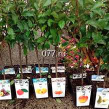 материал посадочный (саженцы, рассада) культур плодово-ягодных жимолость Блю Вельвет