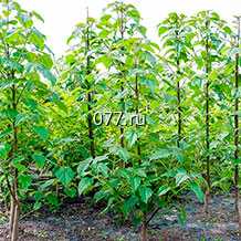 материал посадочный (саженцы, рассада) культур плодово-ягодных абрикос колоновидный Санни