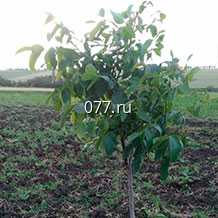 материал посадочный (саженцы, рассада) культур плодово-ягодных абрикос Триумф северный
