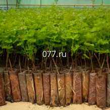 материал посадочный (саженцы, рассада) культур плодово-ягодных айва японская Рубра