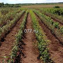 материал посадочный (саженцы, рассада) культур плодово-ягодных земляника (крупноплодная) Вима Тарда