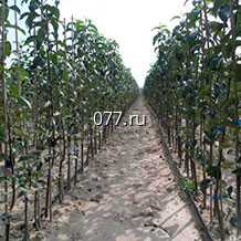 материал посадочный (саженцы, рассада) культур плодово-ягодных абрикос Ананасный