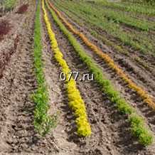 материал посадочный (саженцы, рассада) культур плодово-ягодных виноград Восторг красный