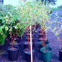 материал посадочный (саженцы, рассада) культур плодово-ягодных алыча Блэк Голд