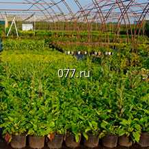 материал посадочный (саженцы, рассада) культур плодово-ягодных ежевика Карака Блэк