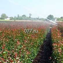 материал посадочный (саженцы, рассада) культур плодово-ягодных айва крупноплодная Янтарная