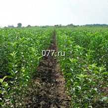 материал посадочный (саженцы, рассада) культур плодово-ягодных абрикос колоновидный Принц Март