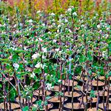 материал посадочный (саженцы, рассада) культур плодово-ягодных арония черноплодная Блэк Перл