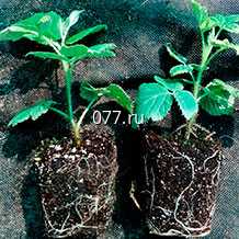 материал посадочный (саженцы, рассада) культур плодово-ягодных голубика Норд Блю