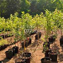 материал посадочный (саженцы, рассада) культур плодово-ягодных вишня Уральская рубиновая