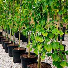 материал посадочный (саженцы, рассада) культур плодово-ягодных виноград Кишмиш Лучистый