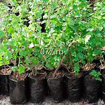 материал посадочный (саженцы, рассада) культур плодово-ягодных малина, вишня, алыча