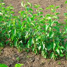 материал посадочный (саженцы, рассада) культур плодово-ягодных вишня Уральская рубиновая