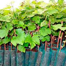 материал посадочный (саженцы, рассада) культур плодово-ягодных виноград Белое чудо