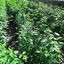 материал посадочный (саженцы, рассада) культур плодово-ягодных голубика Биг Блю