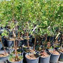 материал посадочный (саженцы, рассада) культур плодово-ягодных абрикос колоновидный Санни