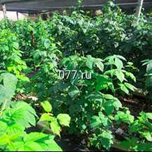 материал посадочный (саженцы, рассада) культур плодово-ягодных ежевика Блэк Даймонд