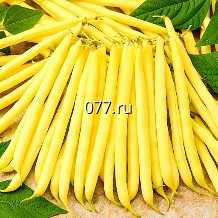 семена фасоли Золушка, овощная
