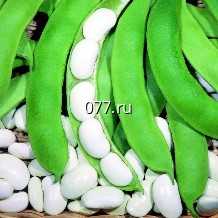 семена фасоли Московская белая, зеленостручная