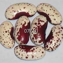 семена фасоли Сахарная лопатка, овощная