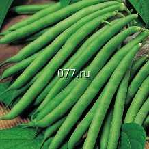 семена фасоли Октава , спаржевая