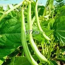 семена фасоли Кружевница, овощная